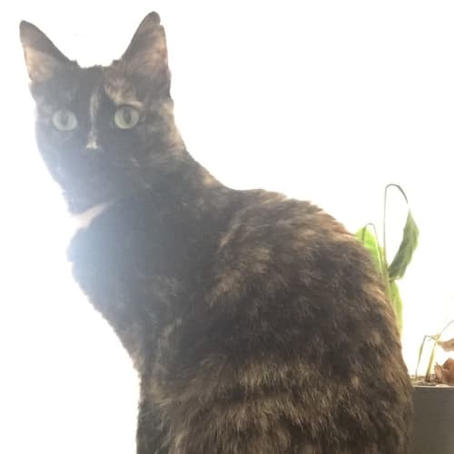 Sybil