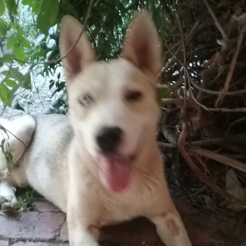 maximus