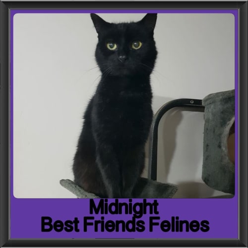 Midnight 