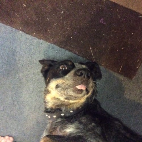 Boo