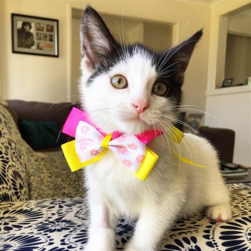 Delilah