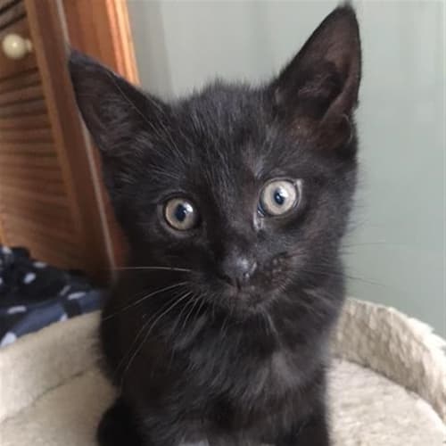 Sooty
