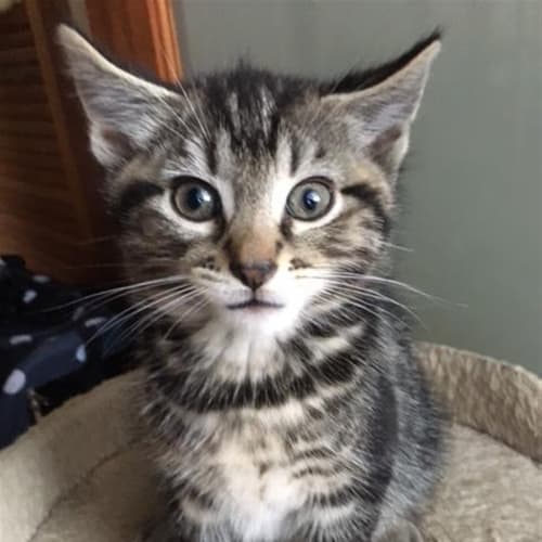 Felix