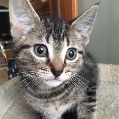 Oscar