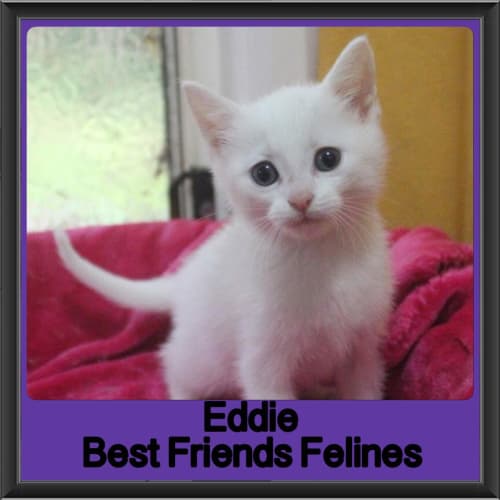 Eddie 