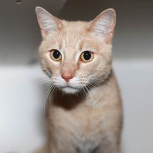 Charles the handsome devil of a cat