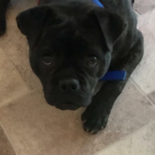 Pugzley 