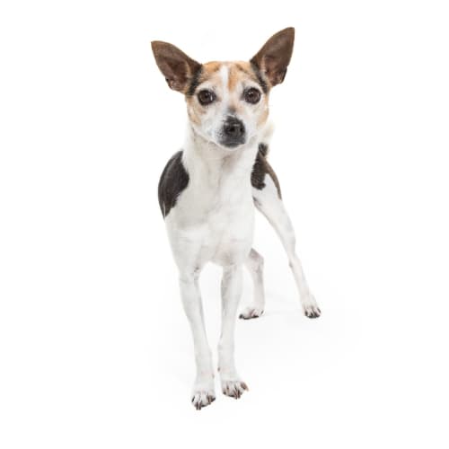 Winifred