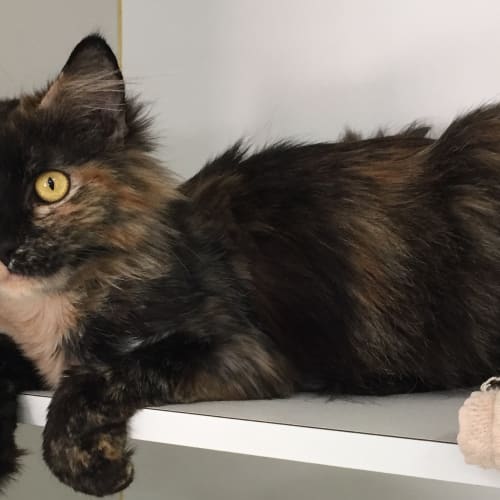 KitKat the sweet tortoiseshell floofy cat