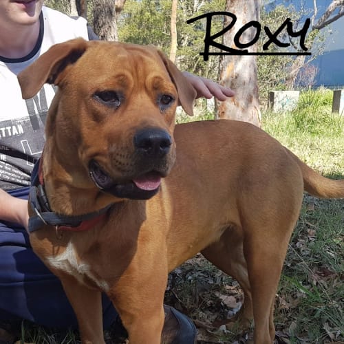 Roxy