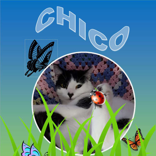 Chico