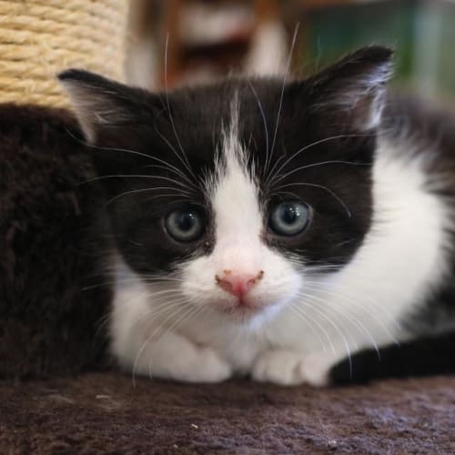 Oreo