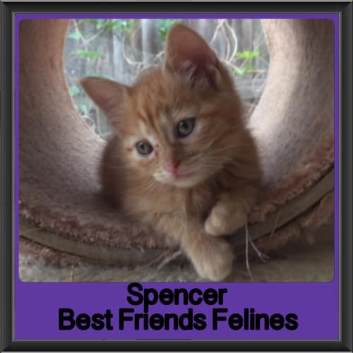 Spencer