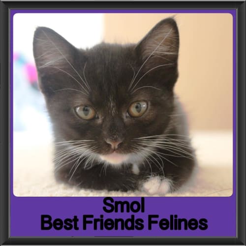 Smol