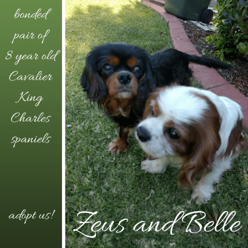 Zeus & Belle ~ Cavaliers (on trial 13/2/2018)
