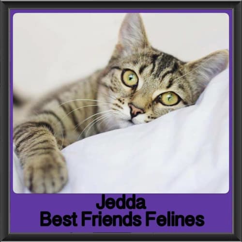 Jedda
