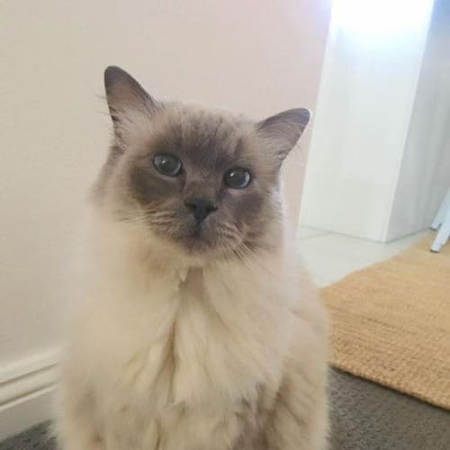 Raja 
