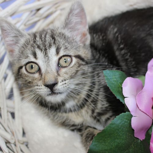 Delilah 