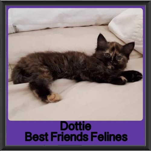 Dottie