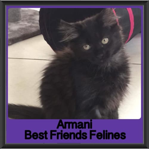 Armani