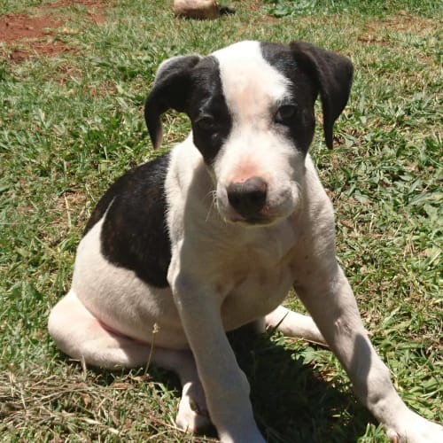 Ringo