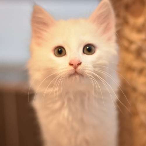 Falkor  **2nd Chance Cat Rescue**