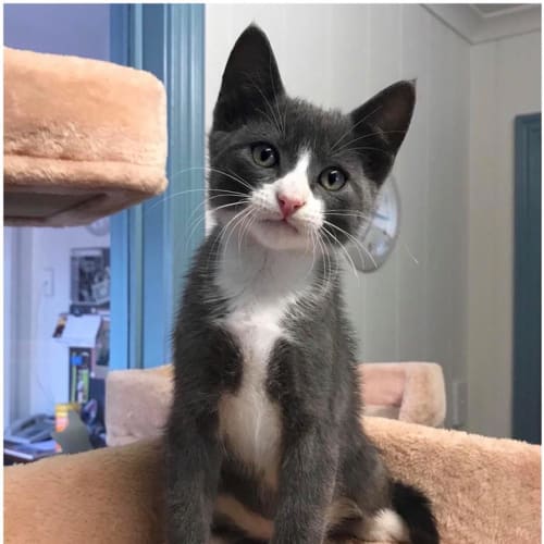 "Kenny" Needs A Home!