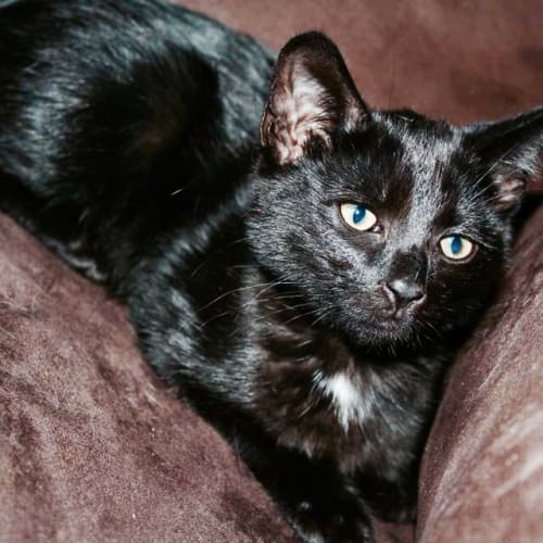 Twilight the black beauty 