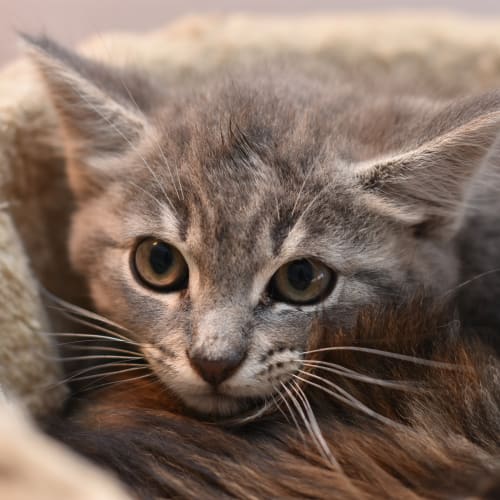 Bastian **2nd Chance Cat Rescue**