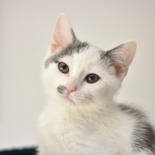 Gryffindor **2nd Chance Cat Rescue**