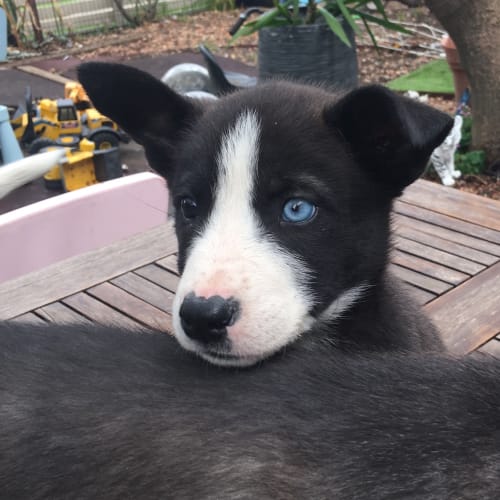 Mia our divine pup
