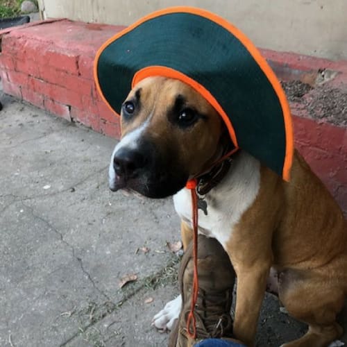 Hugo ~ Boxer X (on trial 21/12/17)