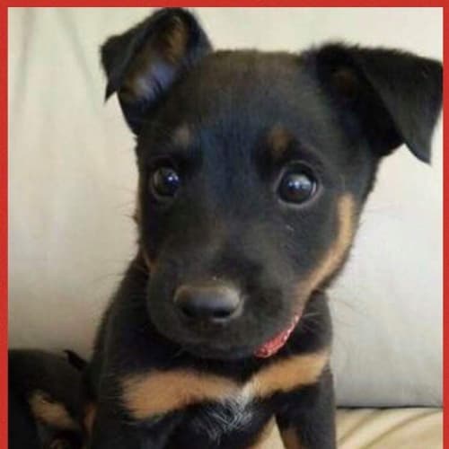 Archie available after December 4th