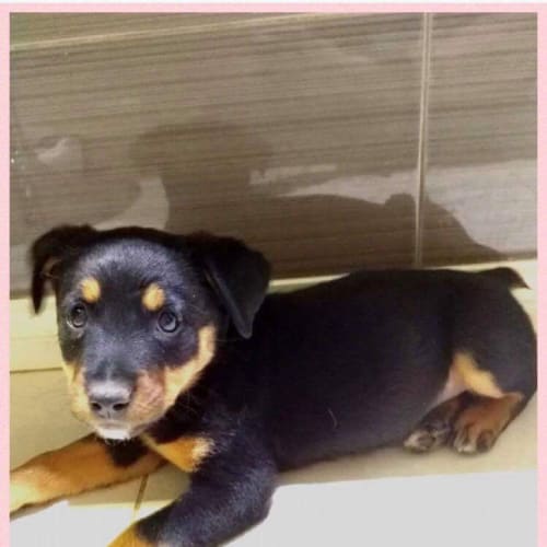 Layla : available after December 4th