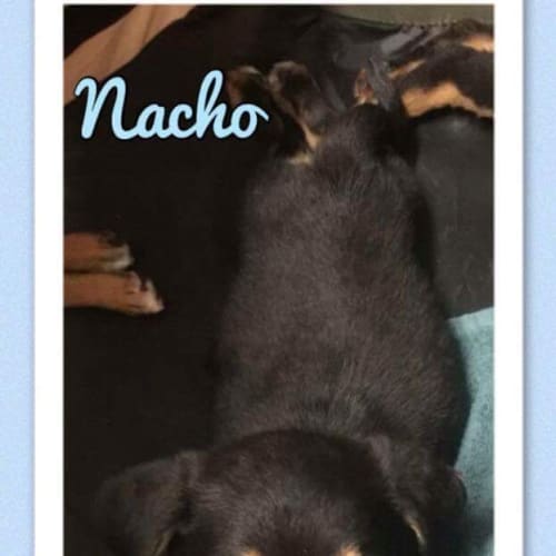 Nacho : available after December 4th