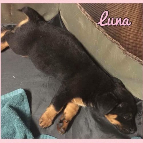 Luna : available after December 4th
