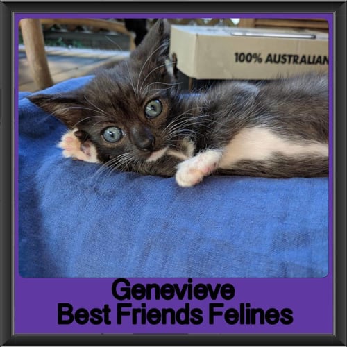 Genevieve
