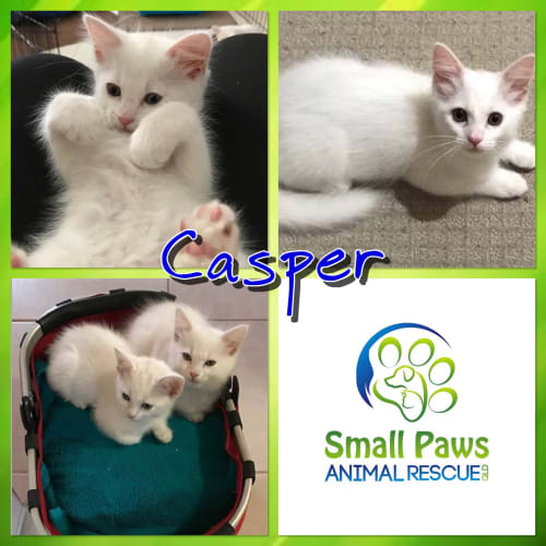 Casper