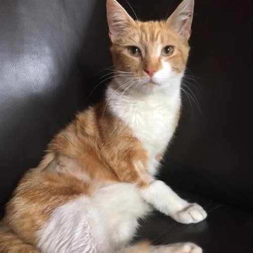 Ginger