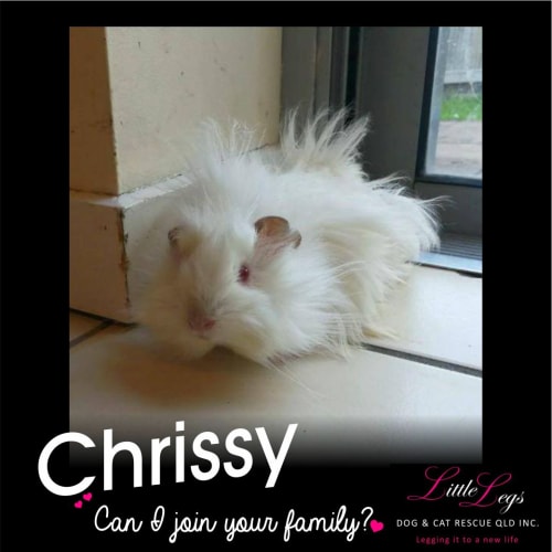 Chrissy