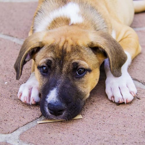 Cara ~ Mastiff x Lab puppy (on trial 15/12/17)