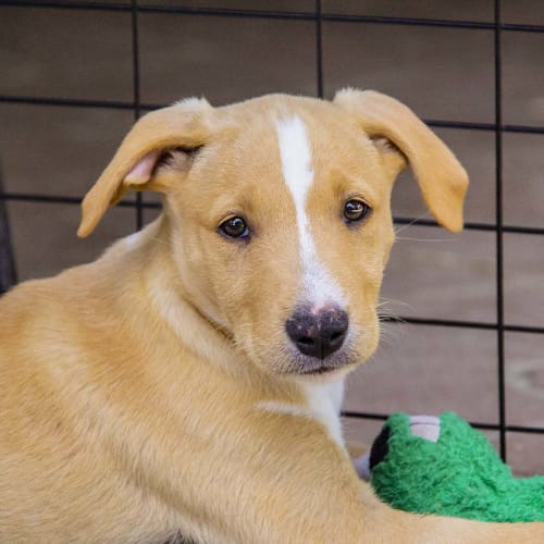 Neptune ~ Mastiff x Lab (on trial 3/1/2018)