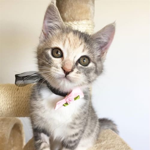 Lily