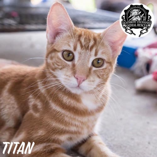 Titan