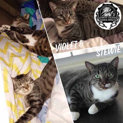 Stewie and Violet