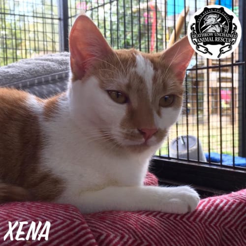 Xena