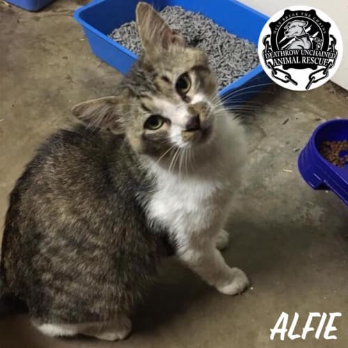 Alfie