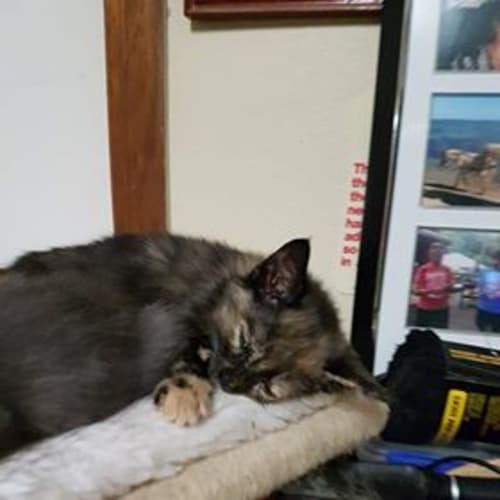 Scout