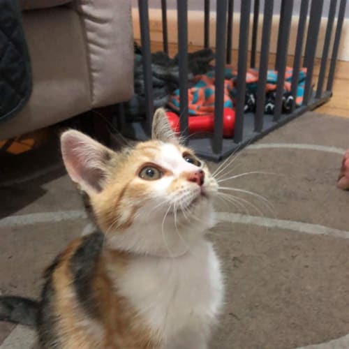 Gracie