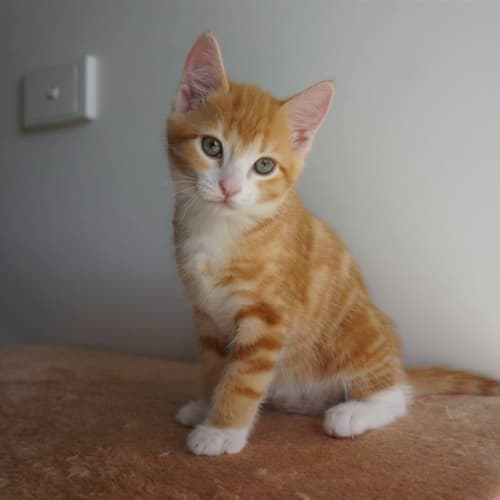 Ginger